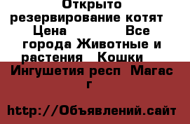 Открыто резервирование котят › Цена ­ 15 000 - Все города Животные и растения » Кошки   . Ингушетия респ.,Магас г.